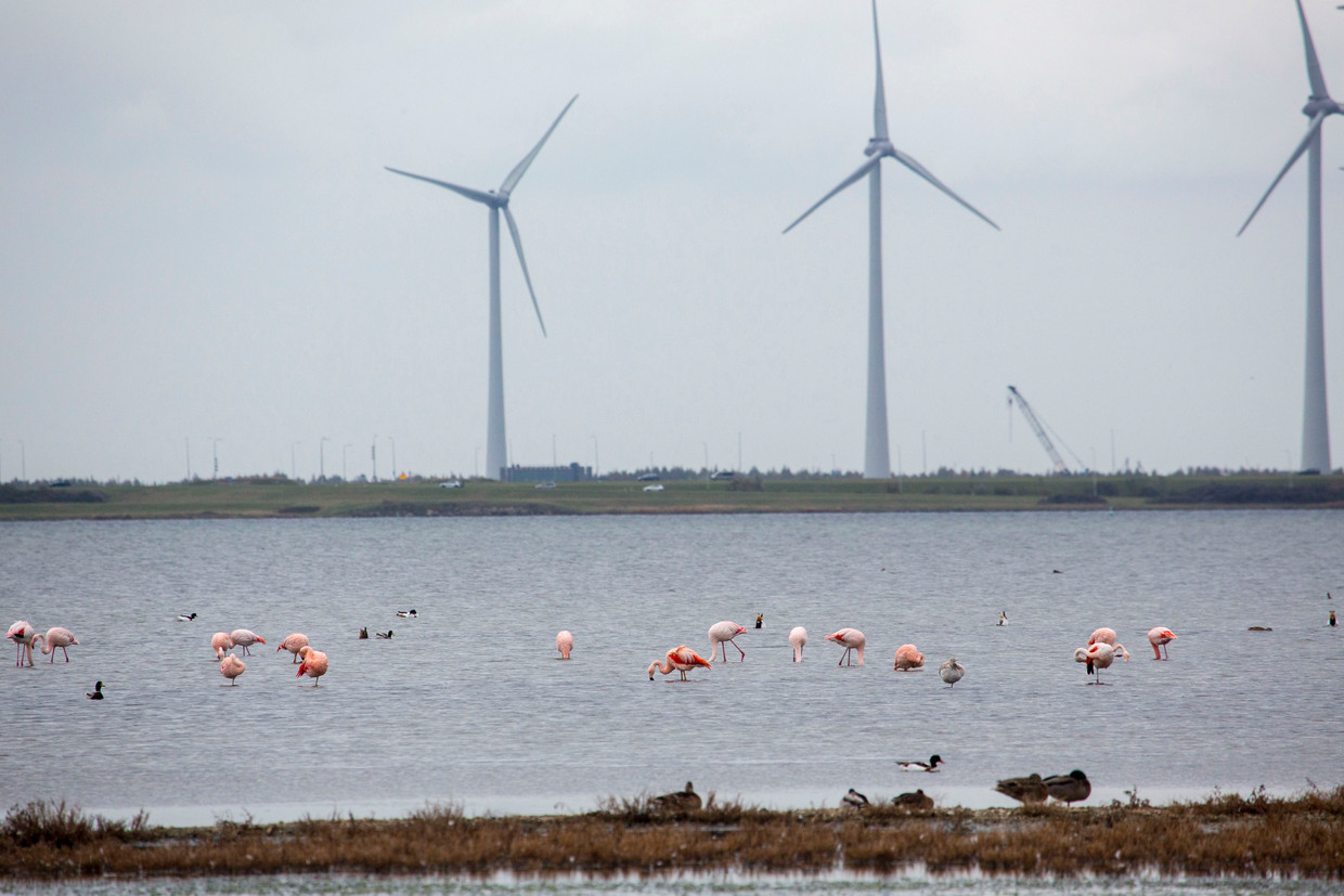Bijna iedere winter overwinteren flamingo's in het Grevelingenmeer, bij Goeree-Overflakkee. 

 Beeld Arie Kievit