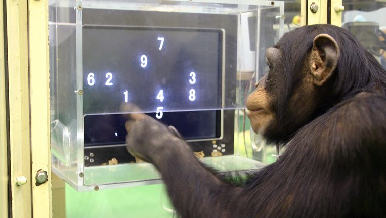 Een chimpansee doet een geheugentest (archiefbeeld). Beeld AP
