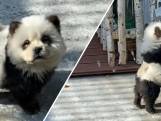 Bizar! Chinese zoo verft hondjes en laat ze voor panda's doorgaan