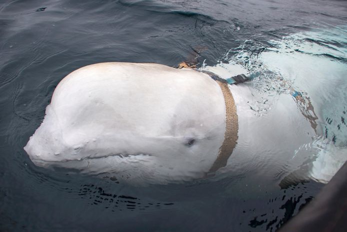 De walvis droeg een gareel waaraan een camera bevestigd kan worden. Op de riemen stond dat het tuig uit Rusland kwam.