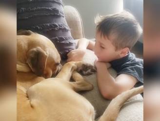 Jongetje (7) stelt mishandelde hond gerust: “Hier ben je veilig”