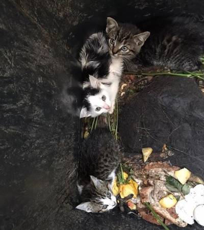 Piepjonge kittens gedumpt in vuilnisbak in Denekamp