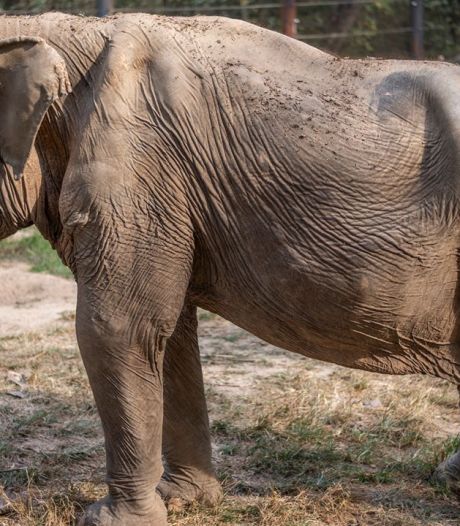 Voici ce que des années de tourisme font à un éléphant
