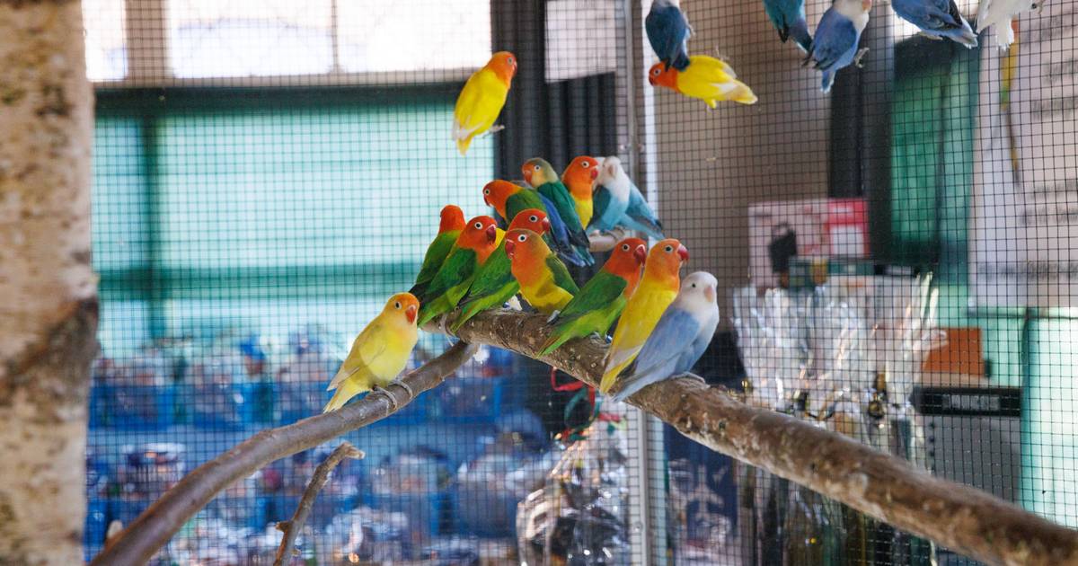 Diamantduifjes, grasparkieten en kanaries bewonderen bij vogelshow in Groot-Ammers | Molenlanden