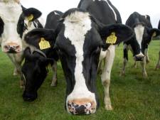Voorwaardelijke stillegging veehouderijen Leeuwarden en Coevorden geëist om verwaarlozing