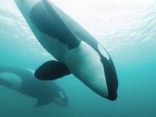 Orka’s bijten opnieuw van zich af: weer een boot tot zinken gebracht