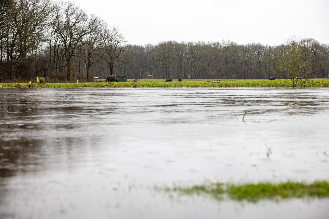Vecht en Regge bij Dalfsen en Ommen lopen buiten hun oevers en dat is goed voor de boeren
