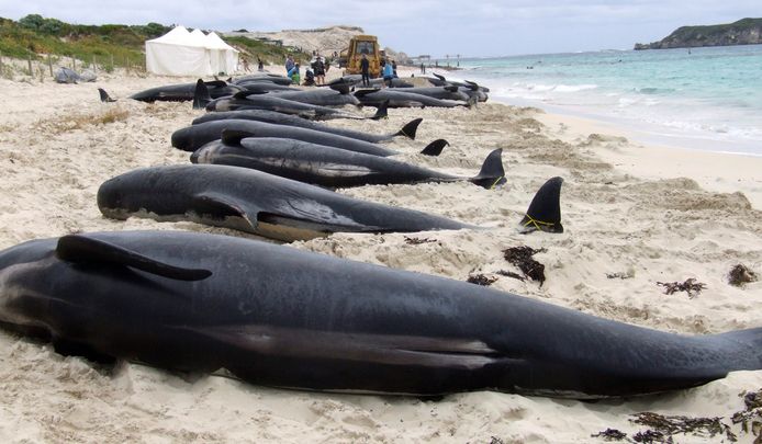 In 2009 strandden al meer dan tachtig walvissen en dolfijnen op hetzelfde strand. Geen enkele vis overleefde toen de stranding.