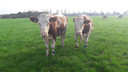 De koeien van biologische melkveehouder Verhulst.