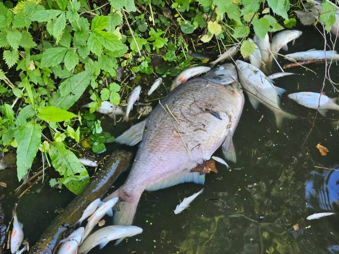 Brandweer haalt 1.000 kilo dode vissen uit Ieperleekanaal: “Mogelijk link met eerdere vervuiling”