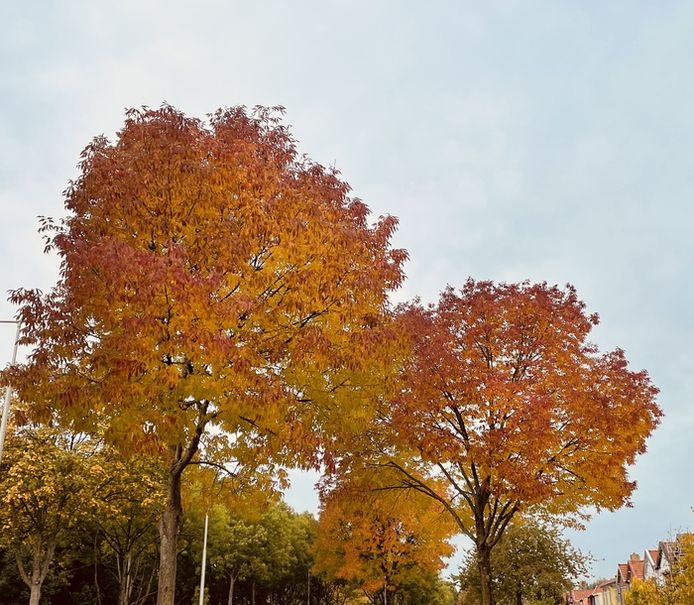 Maandag 18 oktober rond 13.15 uur op de Capelseweg in Capelle aan den IJssel.