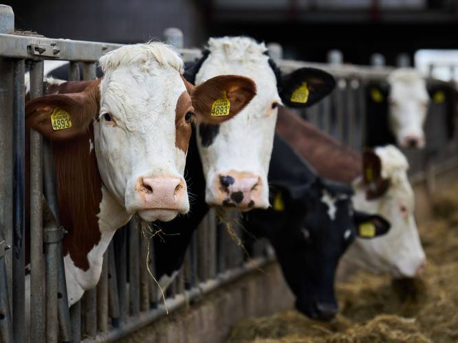 Voorstel boeren: vrijwillige krimp melkvee om lucht te geven in mestcrisis