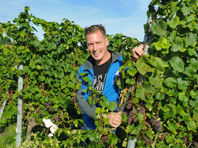 Top of flop voor Zeeuwse wijnboeren: ‘Dit jaar was perfect, maar komende weken maken het verschil’