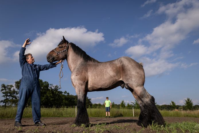 Dat het Belgisch trekpaard in Diepenheim gigantisch is, is understatement | Hof van | tubantia.nl