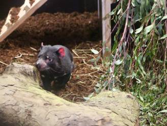 Ook Planckendael verwelkomt twee Tasmaanse duivels