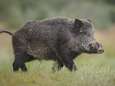 Everzwijn veroorzaakt drie ongelukken in Duitsland