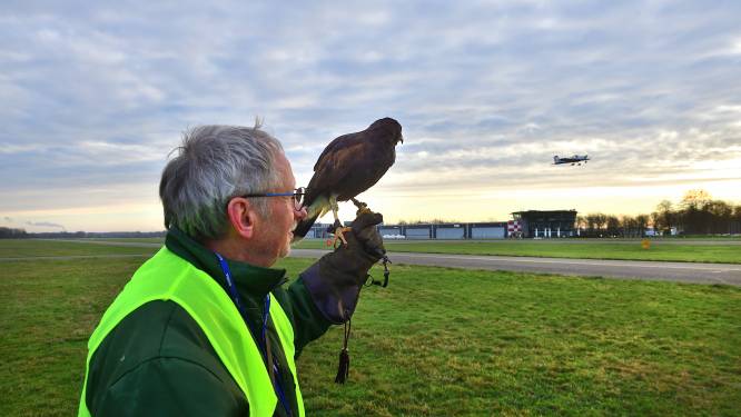 Valkenier verjaagt met woestijnbuizerds vogels van Breda Airport: ‘Eenmaal beet, gaan zijn poten finaal op slot’
