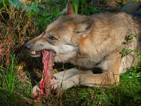 Wolf verantwoordelijk voor zes gedode schapen in Someren-Eind