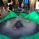 ► Grootste zoetwatervis ooit gevangen in Cambodja: 4 meter lang en net geen 300 kilogram