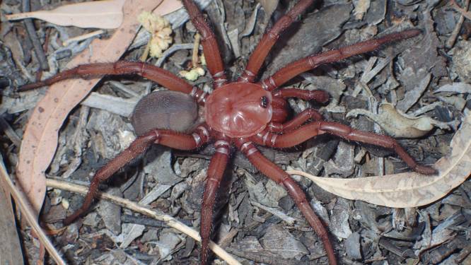 Zeldzame reuzenspin gespot in Australië