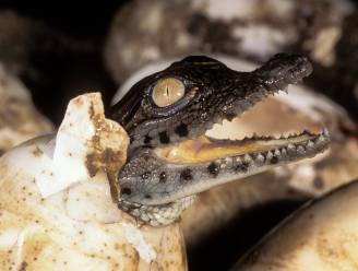 Krokodil blijkt zwanger te zijn... van zichzelf