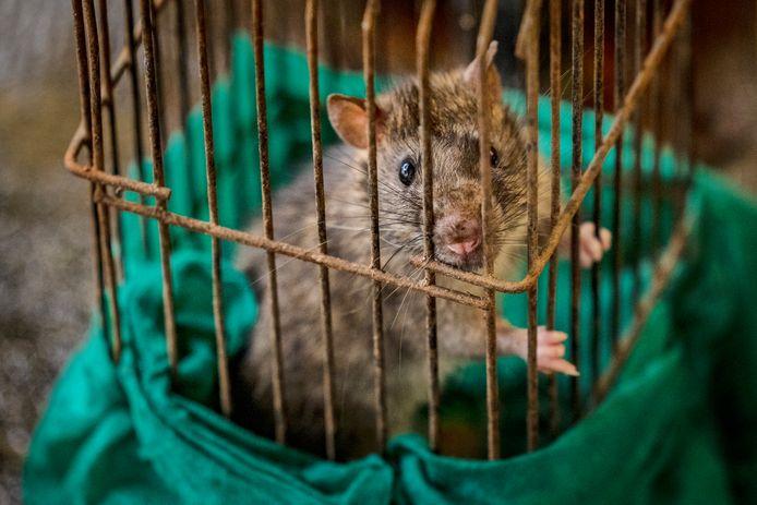 In zijn biografie vertelde Vladimir Poetin hoe hij een levensles leerde van een in het nauw gedreven rat