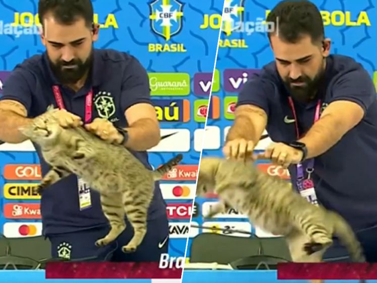 Un chat s'incruste à la conférence de presse de Vinicius, le responsable presse du Brésil le balance au sol 