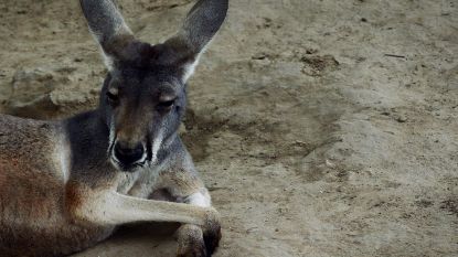 Agressieve kangoeroes met suikerverslaving vallen toeristen aan in Australië