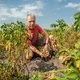 Aardappelboer oogst schamele krieltjes door extreme droogte