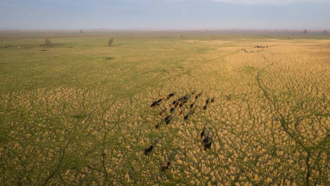Opnieuw moet provincie Flevoland voor de rechter om grazers in Oostvaardersplassen