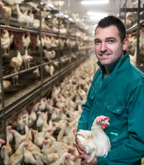 Miljoenen Brabantse kippen weer naar buiten na opheffen ophokplicht