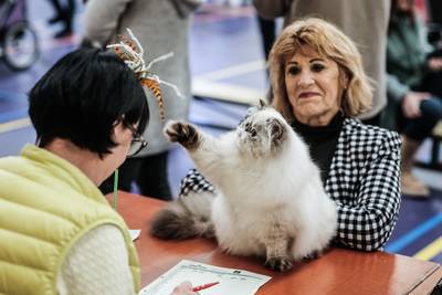 Brammetje? Daar krijg je nog geen borstel doorheen! Kattenshow Felikat is in Ulft en is daarmee voor