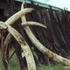 VN erkennen wildlife crime als bedreiging rechtstaat