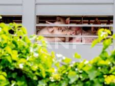 Onderzoek naar misstanden in slachthuizen in Noord-Nederland stopgezet omdat NVWA te langzaam is