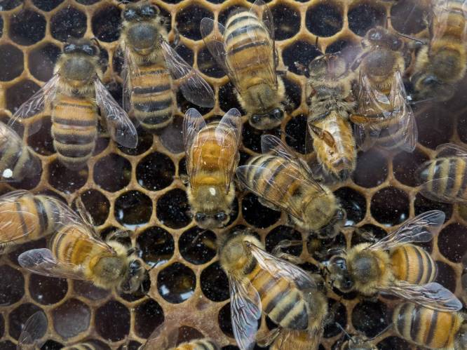 Honing bevat pesticiden