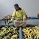 Nederland heeft nu een bananenpureefabriek, maar ‘importregels leiden tot verspilling’