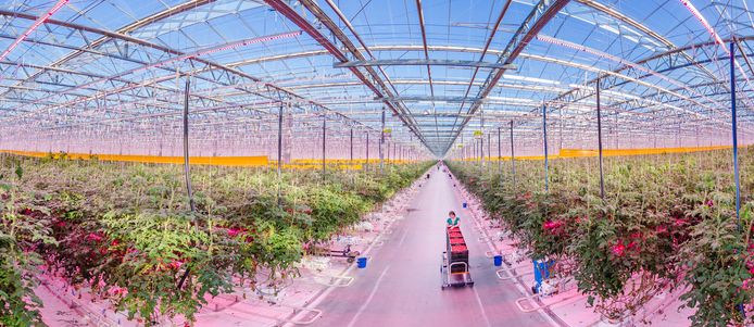 Signify leverde verlichting voor het grootste led-tuinbouwverlichtingsproject ter wereld in Rusland.