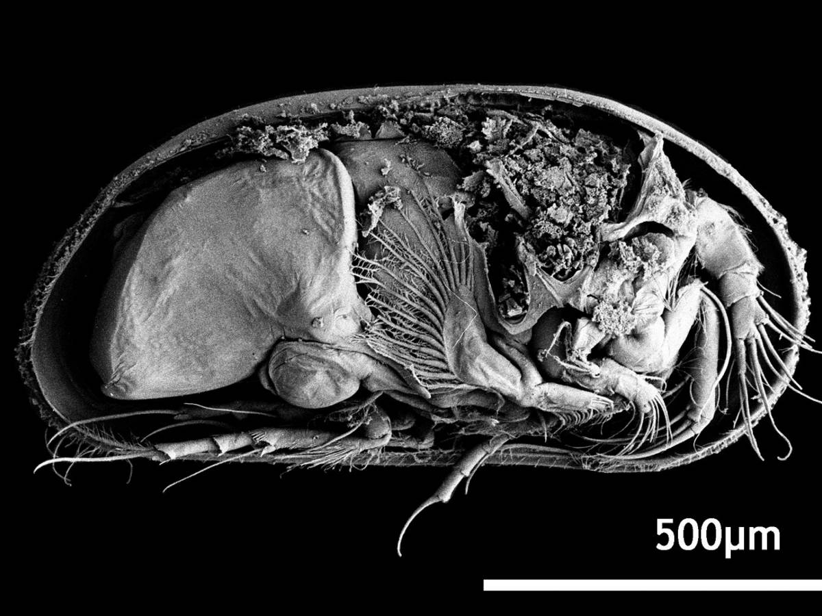 Oudste penis ter wereld gevonden: 100 miljoen jaar oud | Dieren | hln.be