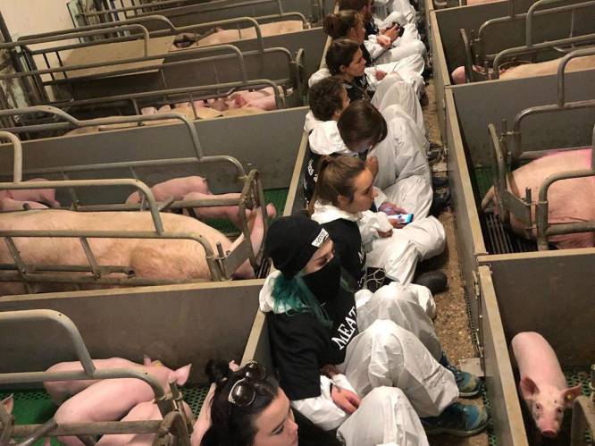 Hebben varkens in stal Boxtel dierenziekte opgelopen? Bloedprikken moet duidelijkheid geven