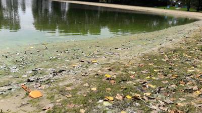 ‘Forse bloei van blauwalg’: negatief zwemadvies voor recreatieplas in Lage Zwaluwe