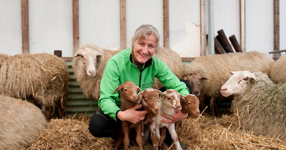 Schaapsherder Marianne Gaspersz te gast bij Plattelandsvereniging Wesepe