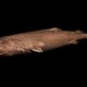Biologen staan versteld: haai blijkt 392 jaar oud