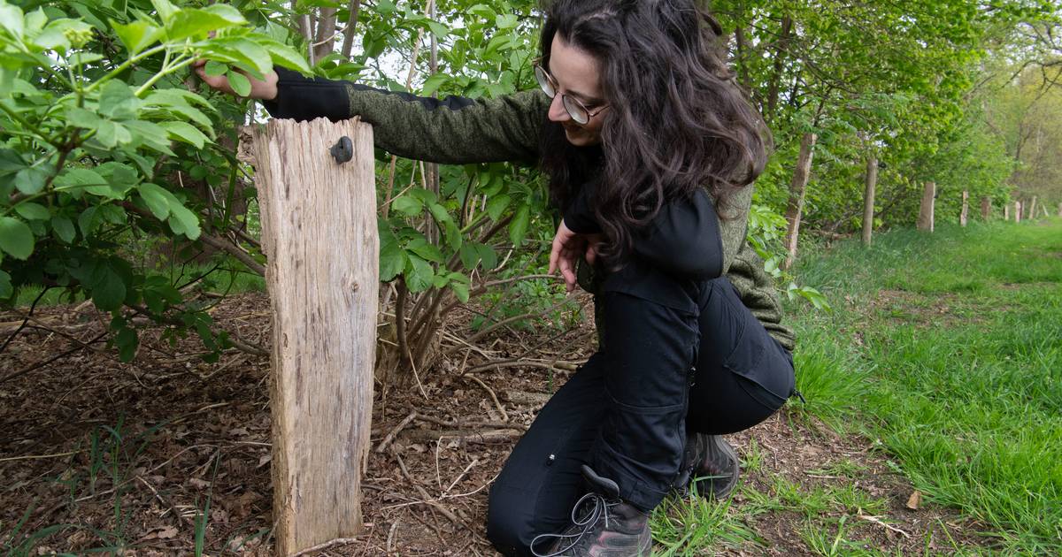 Zeer zeldzaam insect op weidepaaltje in Den Ham