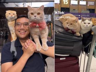 Kan je kat mee op reis? TikTokker Dan Nguyen doet het. “Ik geef ze geen slaapmedicatie”