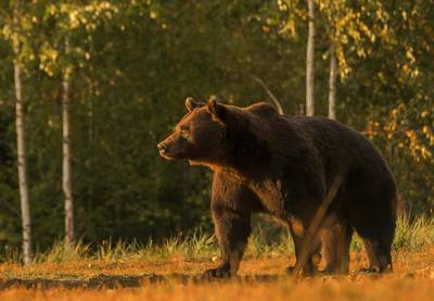 Roemenië wil quota voor doden van beren verdrievoudigen