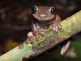 Les chocogrenouilles de Harry Potter existent et elles se trouvent en Australie