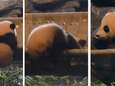 Schattig! Panda Tian Bao klautert op zijn schommelstoel