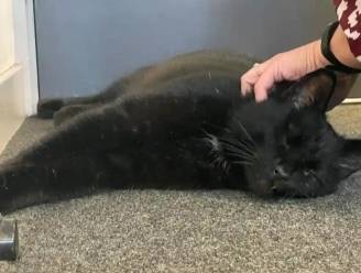 Vermiste kat na vijf jaar aangetroffen op Schots booreiland en herenigd met baasje