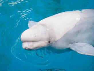 Pasgeboren beluga plots gestorven in SeaWorld Orlando