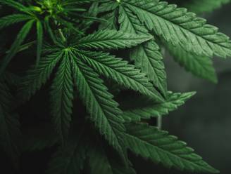 Politie neemt 333 cannabisplanten in beslag